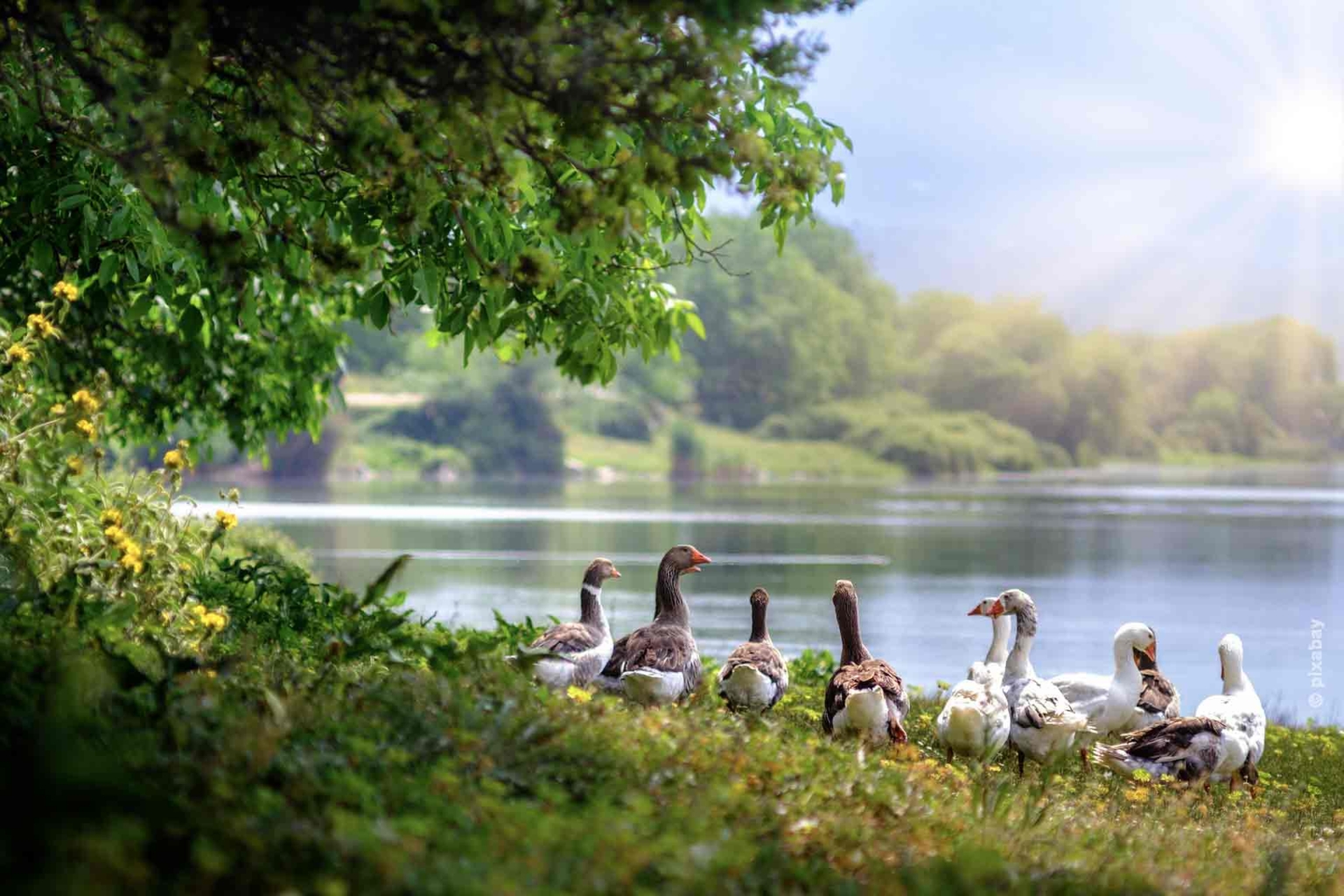 Eine Familie von Enten steht am See.