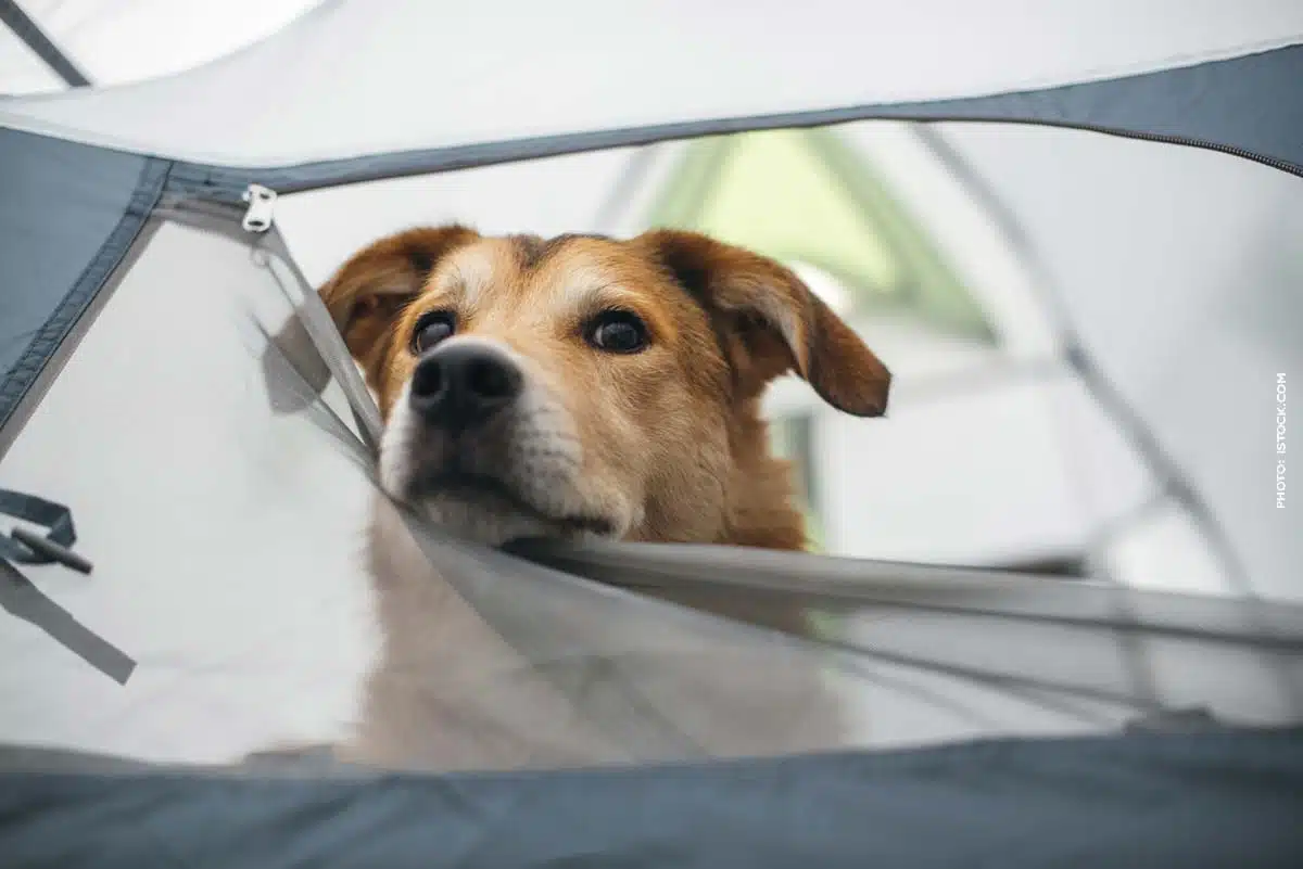 Campingurlaub mit Hund: Tipps fr eine Reise mit Dachzelt